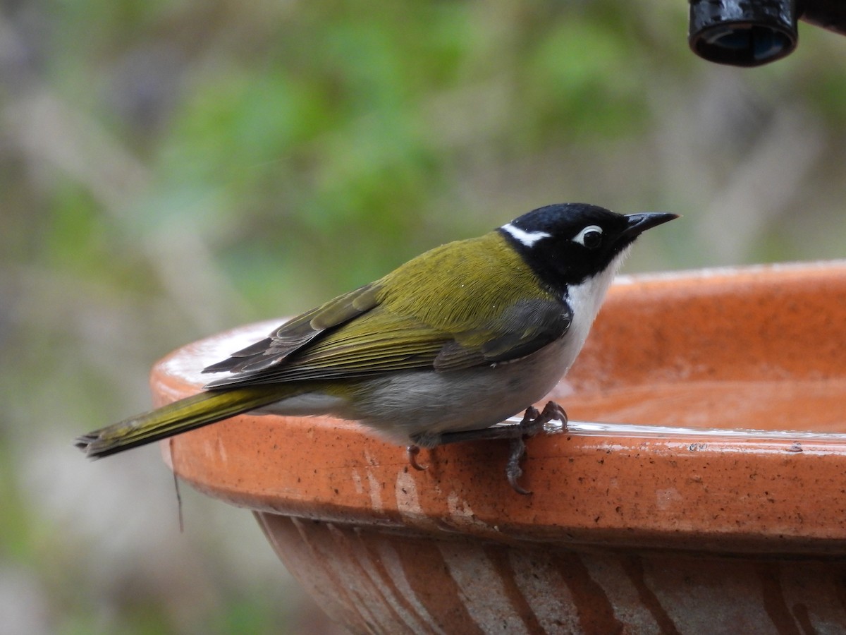 Gilbert's Honeyeater - ML620778714