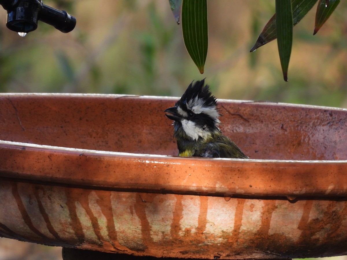 Western Shrike-tit - ML620778718