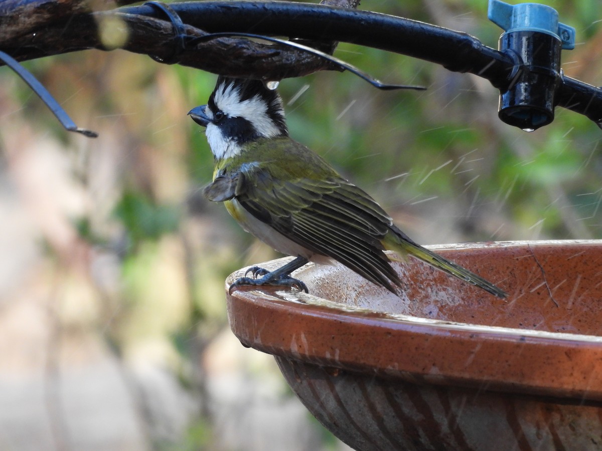 Western Shrike-tit - ML620778719