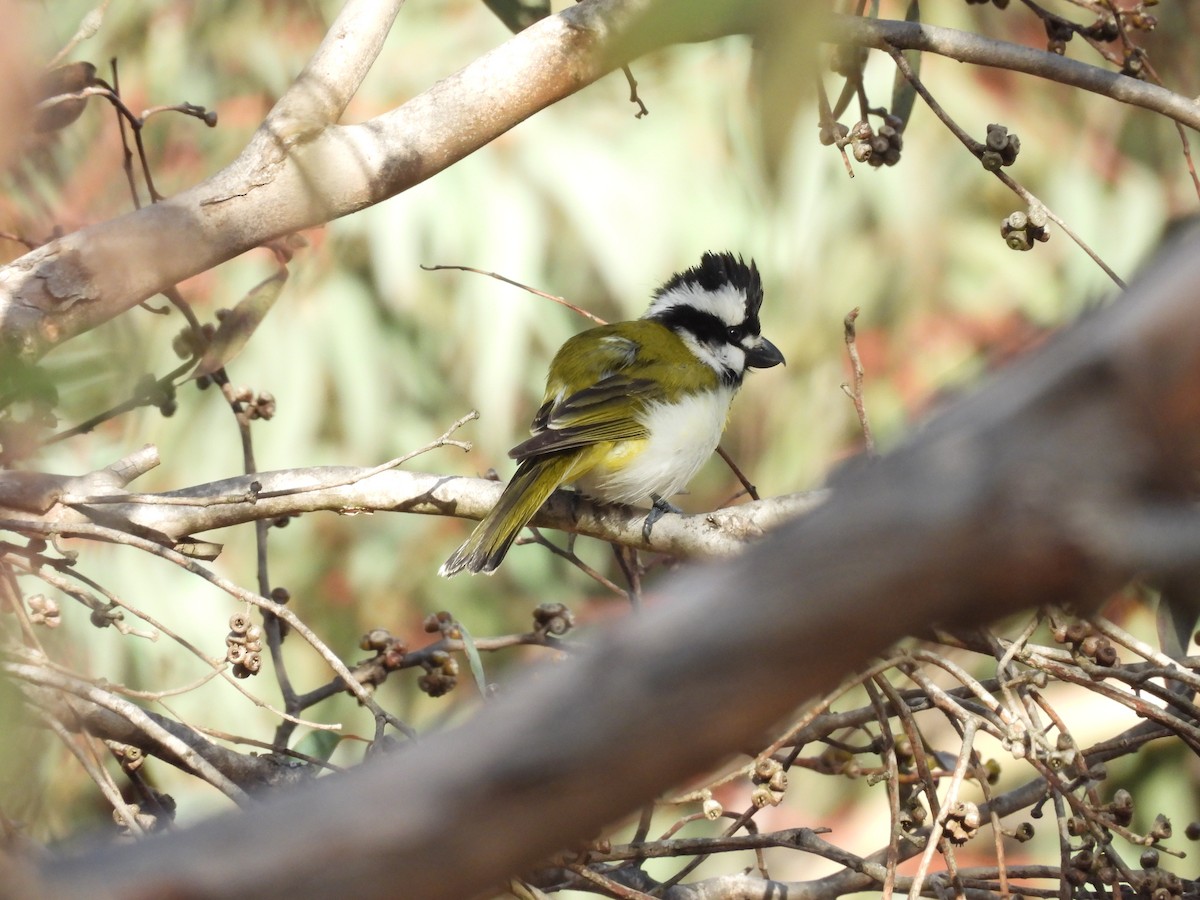 Western Shrike-tit - ML620778720