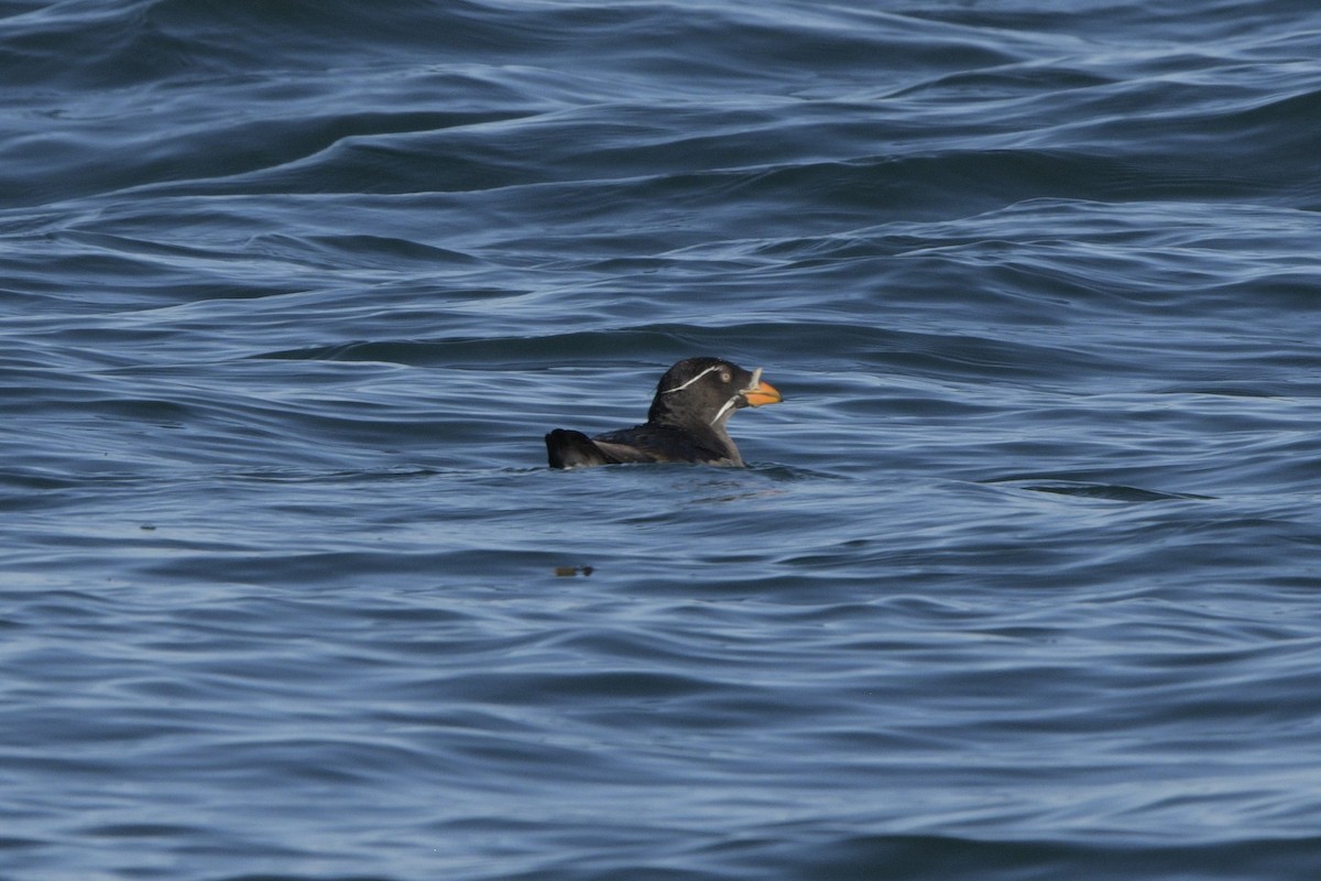 Rhinoceros Auklet - ML620778721