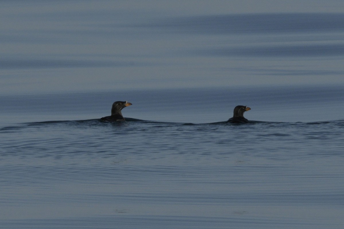 Rhinoceros Auklet - ML620778722