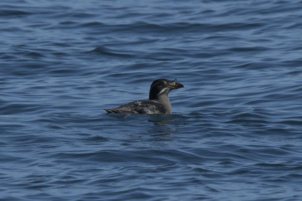 Rhinoceros Auklet - Ian Thomson