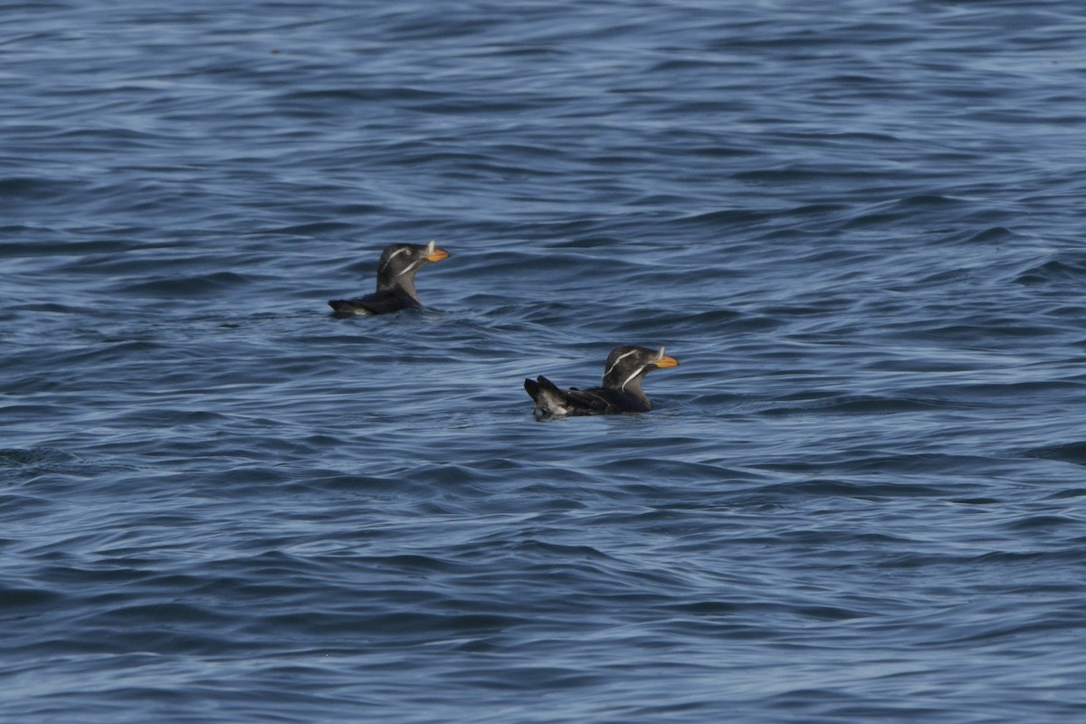 Rhinoceros Auklet - ML620778725