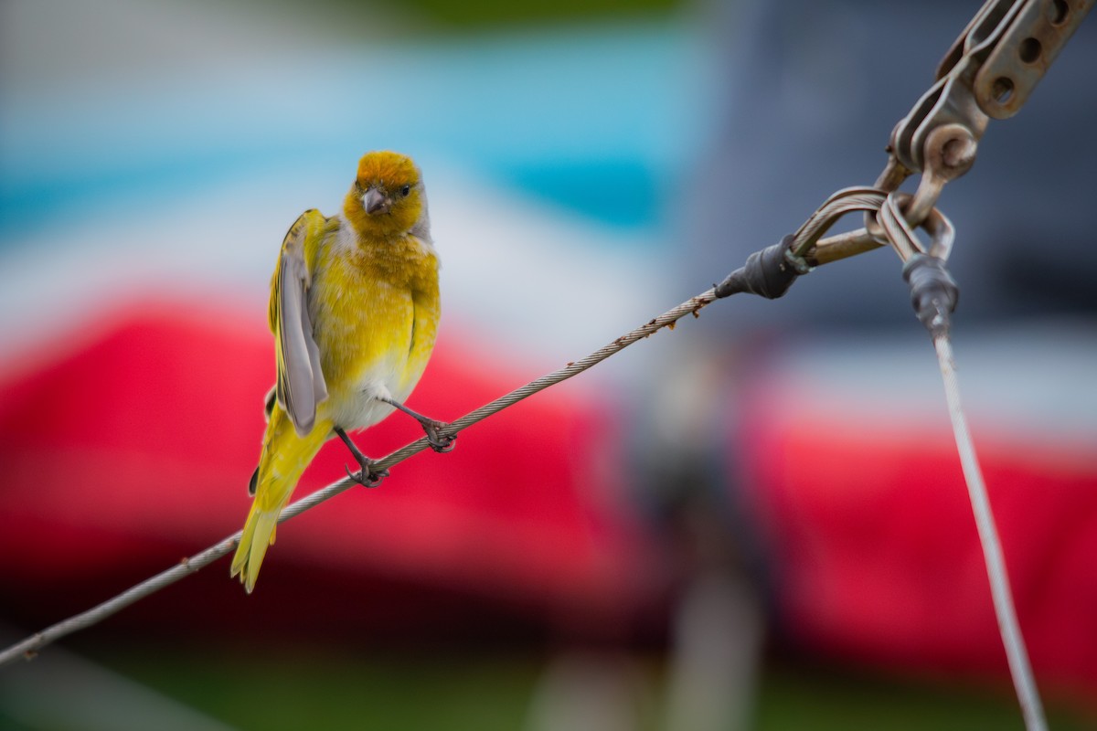 Serin du Cap - ML620778726