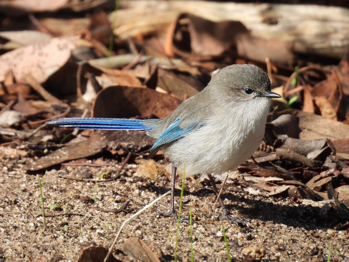 Splendid Fairywren - ML620778727