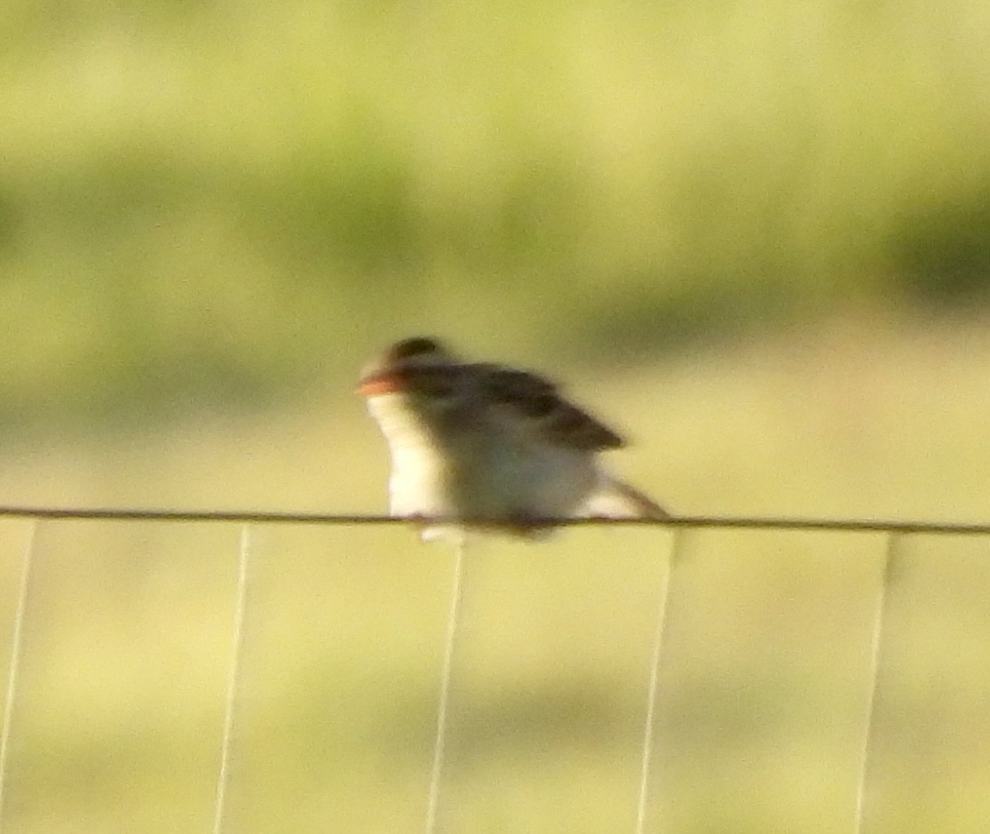 Clay-colored Sparrow - ML620778730