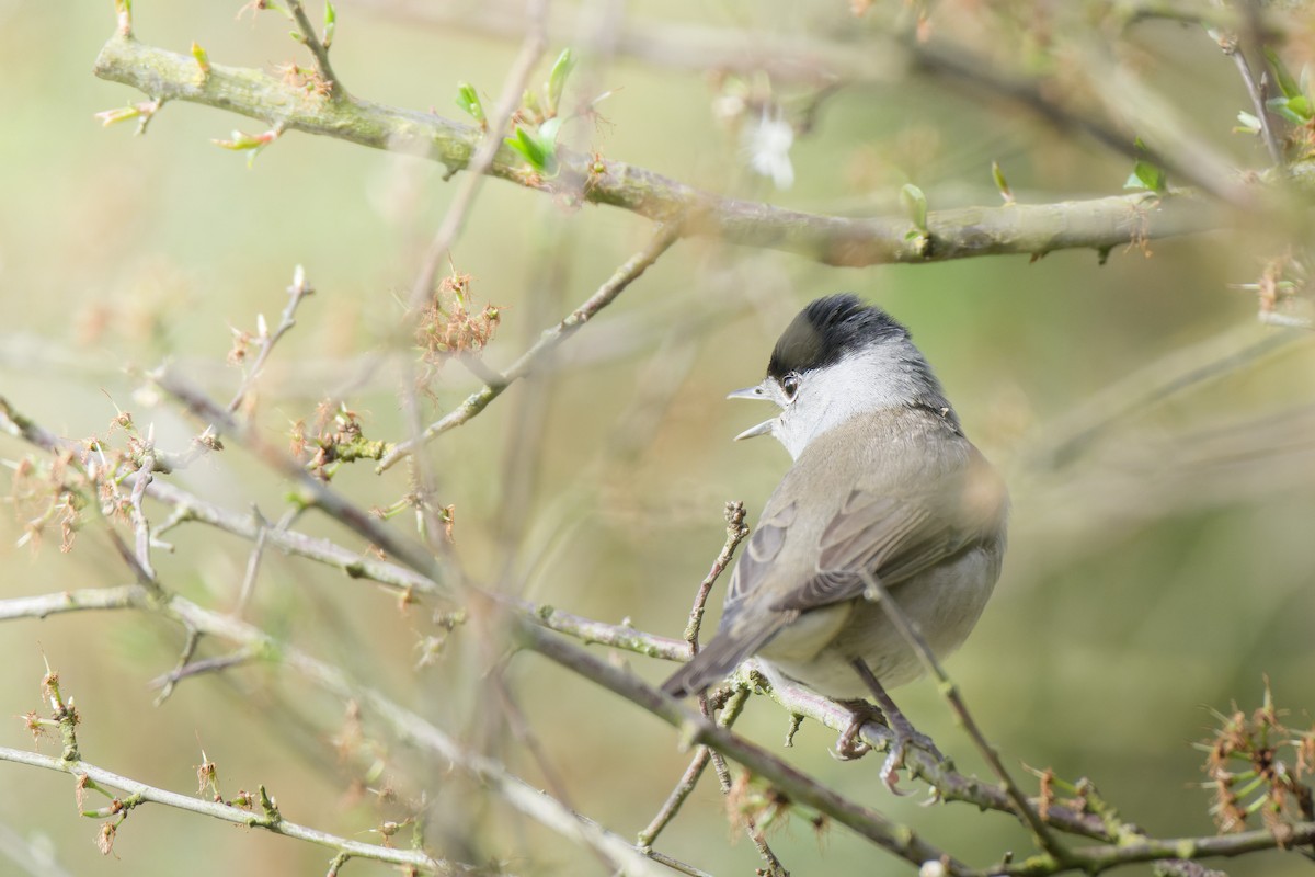 Eurasian Blackcap - ML620778732