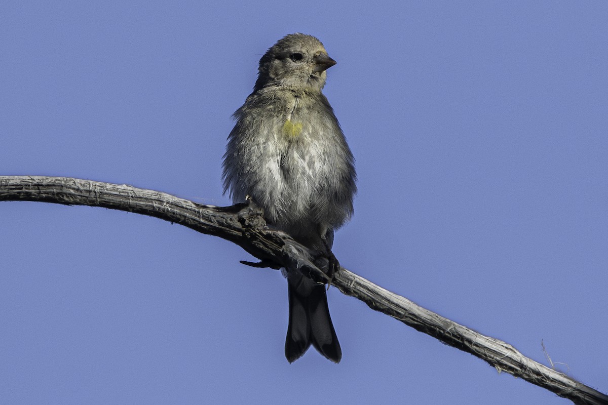 Lawrence's Goldfinch - ML620778733