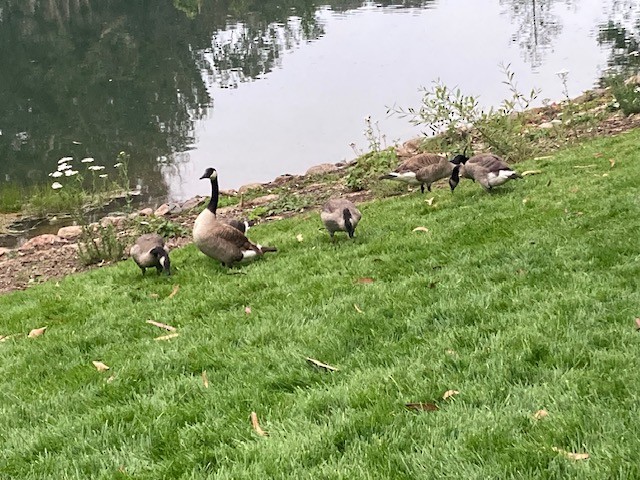 Canada Goose - ML620778739