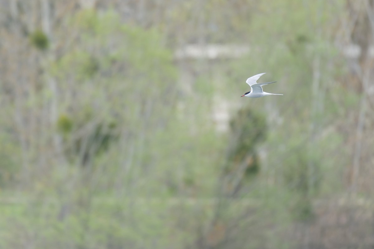 Common Tern - ML620778741