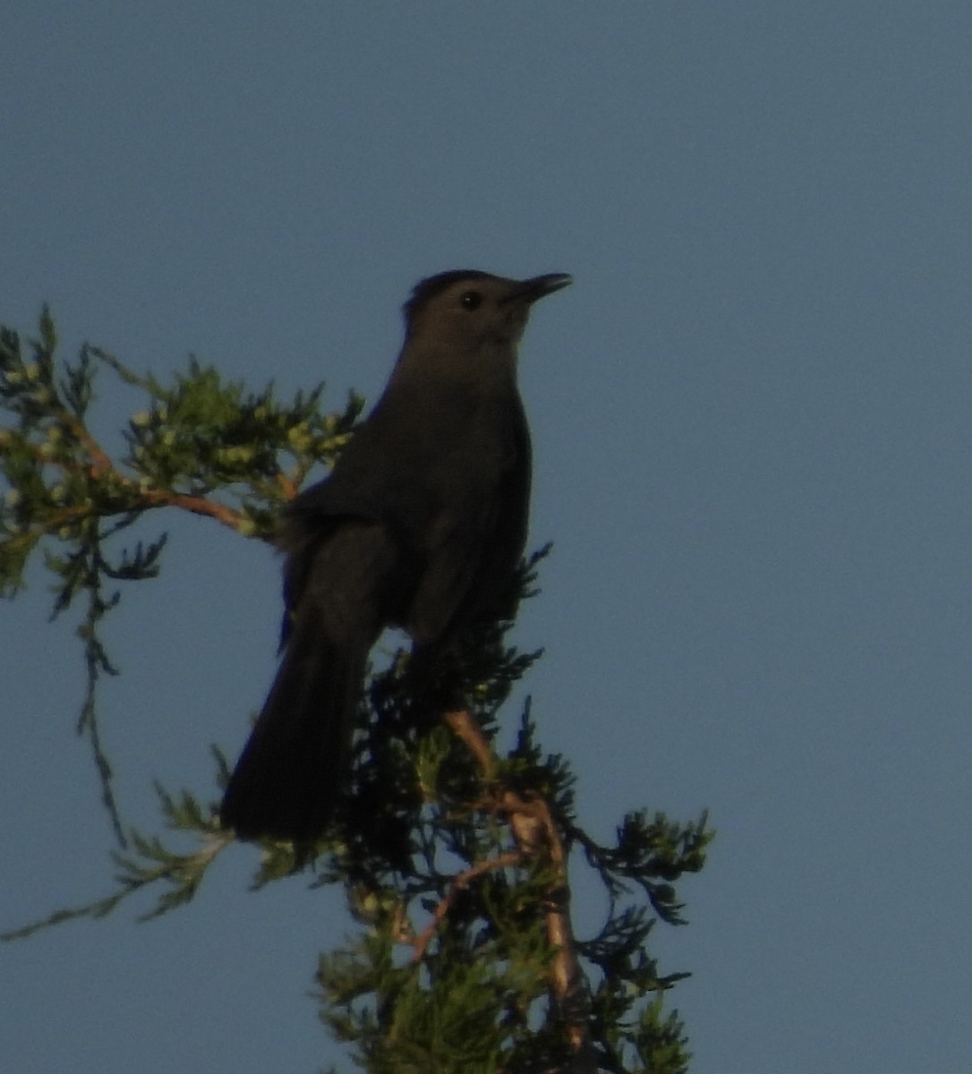 Gray Catbird - ML620778742