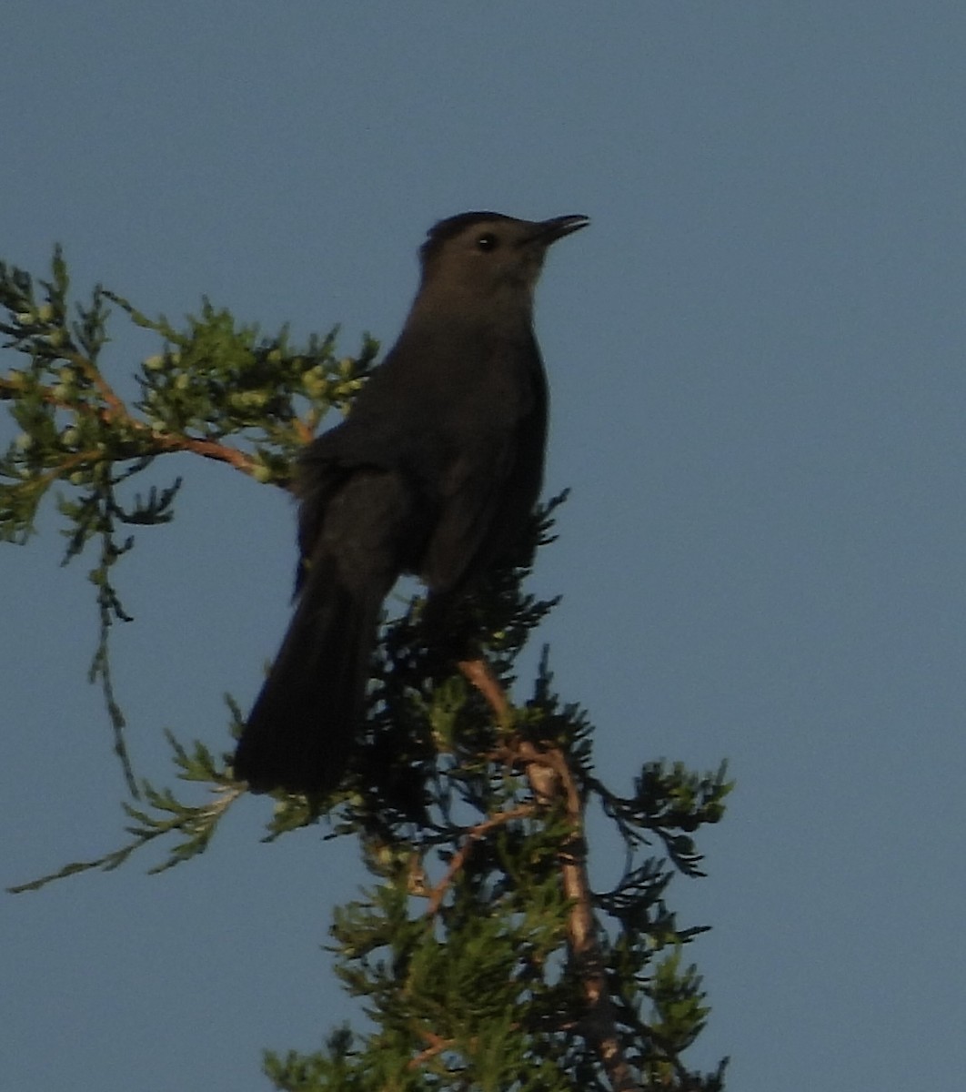 Gray Catbird - ML620778743