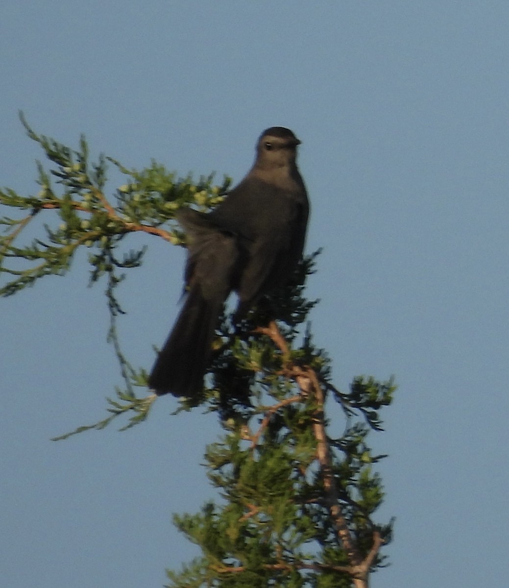 Gray Catbird - ML620778744