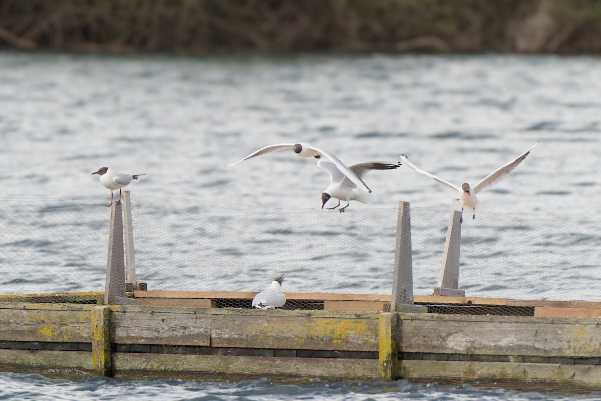 Black-headed Gull - ML620778745