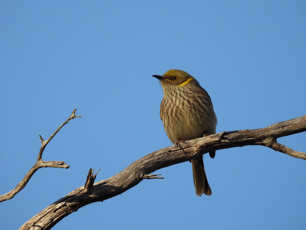 Yellow-plumed Honeyeater - ML620778747