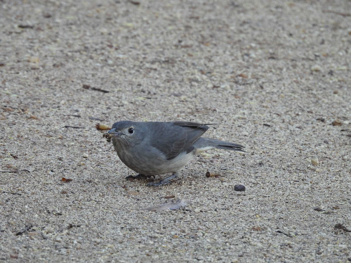 Gray Shrikethrush - ML620778748