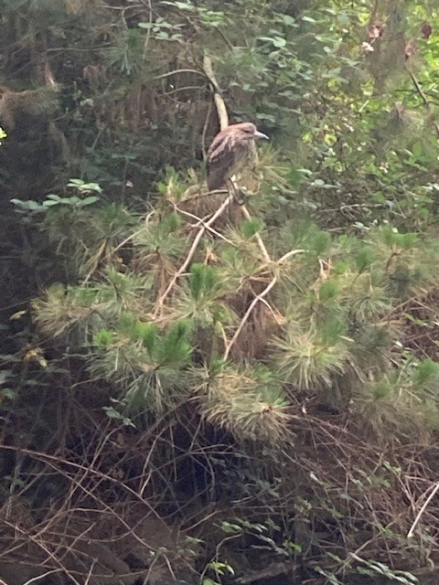 Black-crowned Night Heron - Marsha Henderson