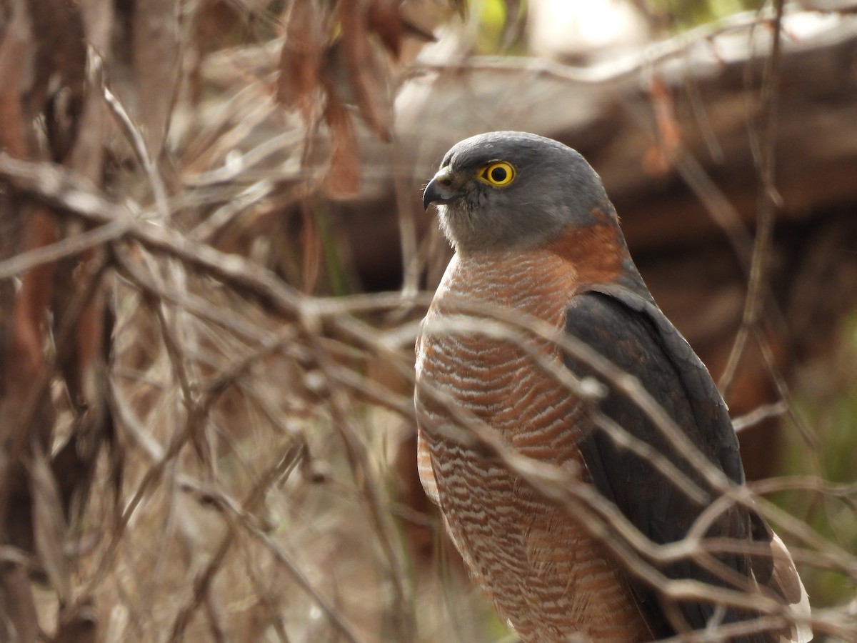 Collared Sparrowhawk - ML620778750