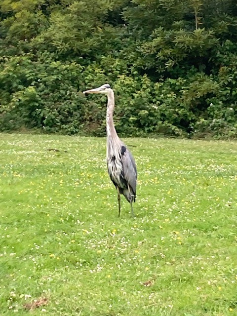 Great Blue Heron - ML620778751