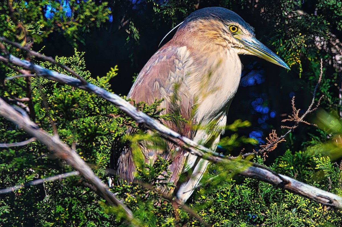 Nankeen Night Heron - ML620778753