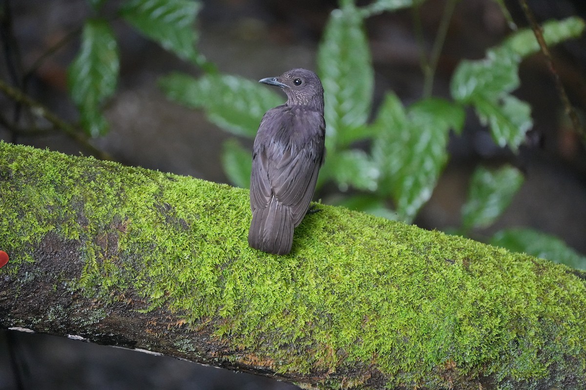 Bornean Whistling-Thrush - ML620778755