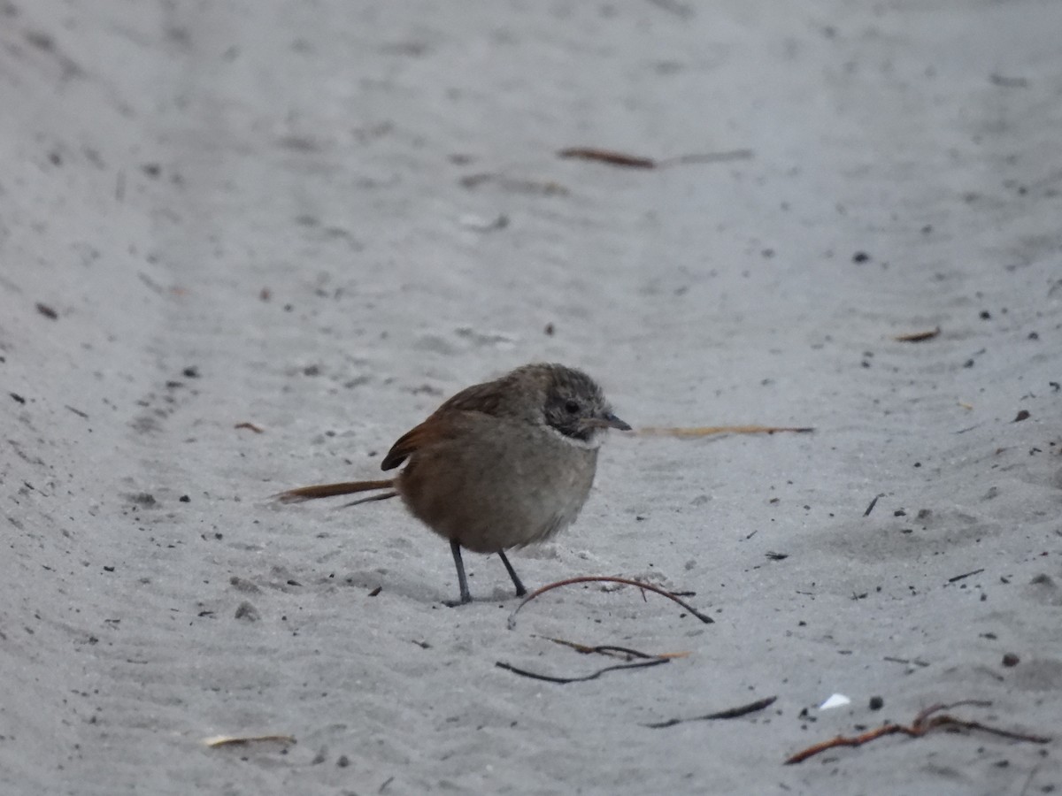 Western Bristlebird - ML620778763