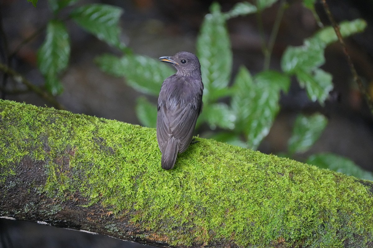 Bornean Whistling-Thrush - ML620778764