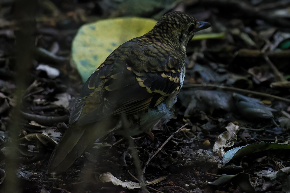 Russet-tailed Thrush - ML620778766