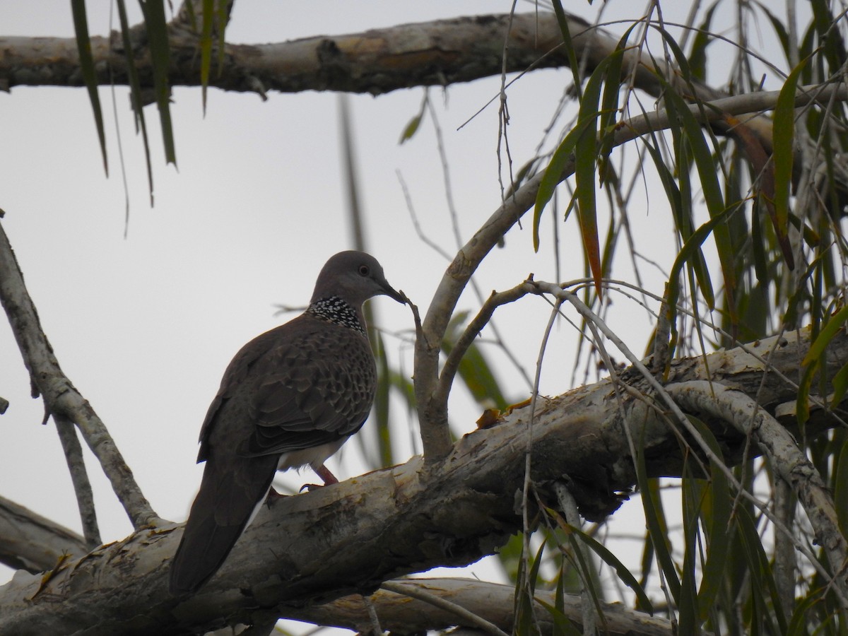 Spotted Dove - ML620778767