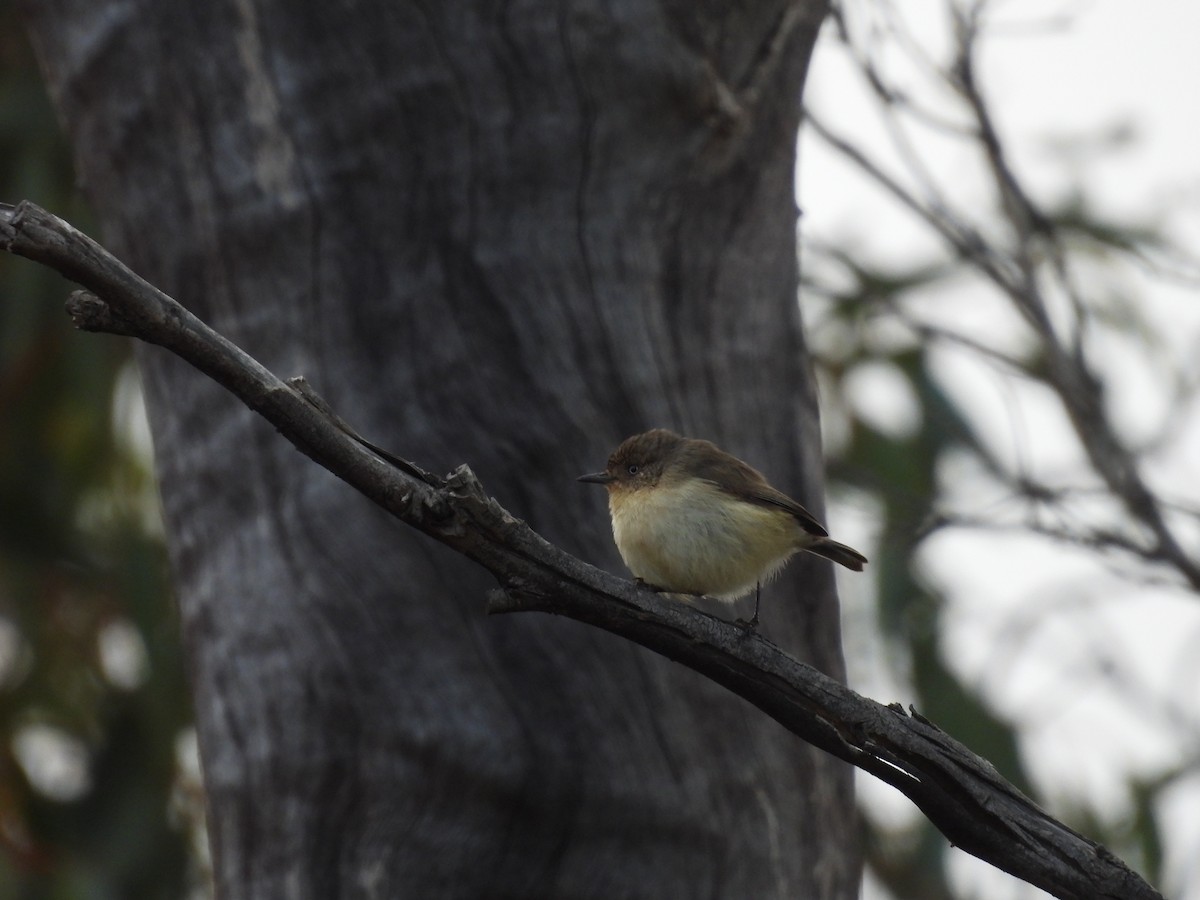 Western Thornbill - ML620778770