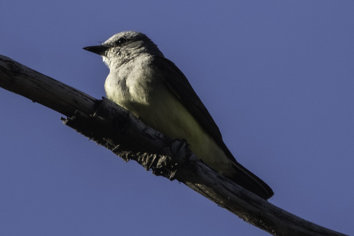 Western Kingbird - ML620778772