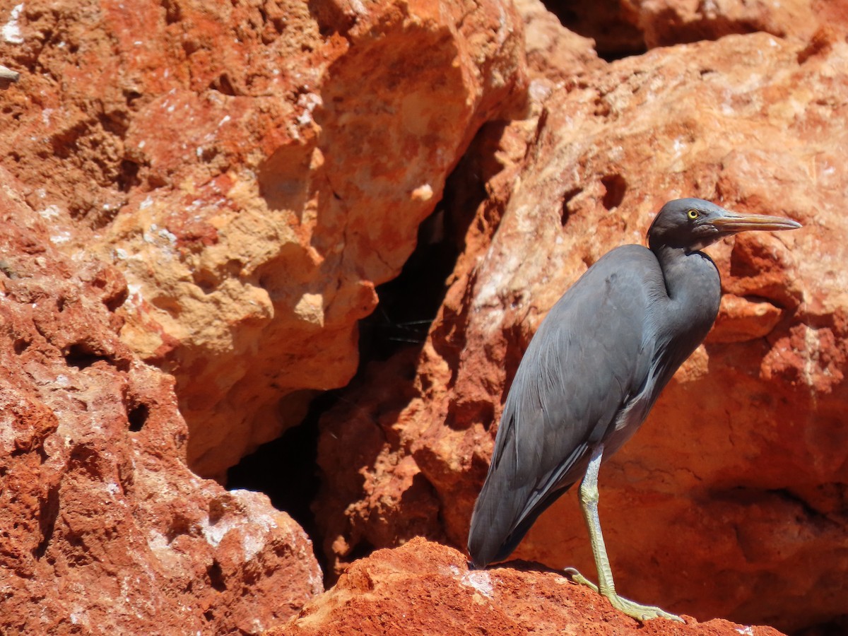 Pacific Reef-Heron - ML620778773