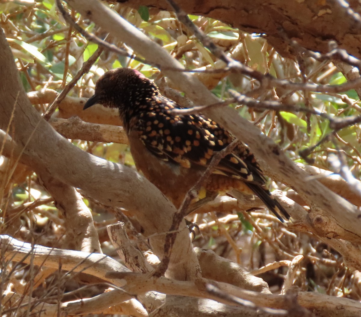 Western Bowerbird - ML620778774