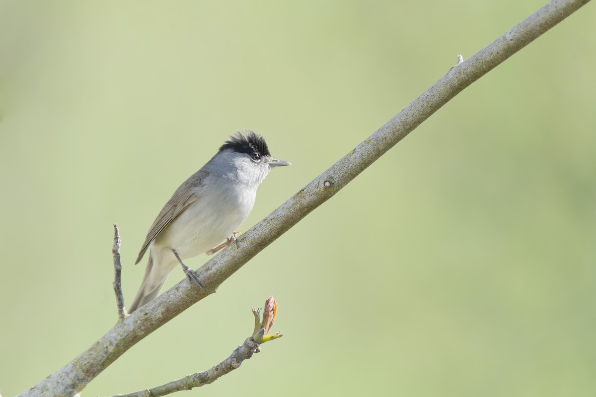 Eurasian Blackcap - ML620778777