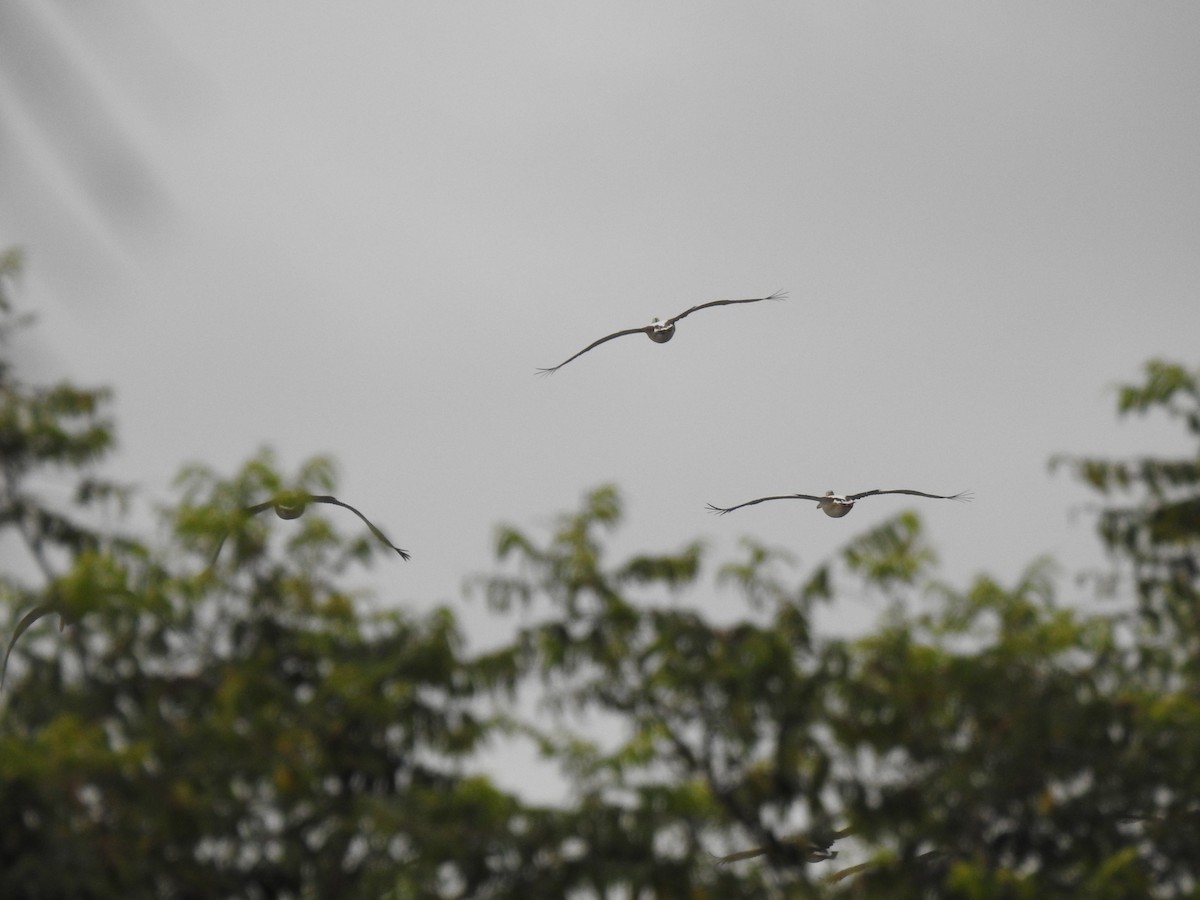 Australian Pelican - ML620778780