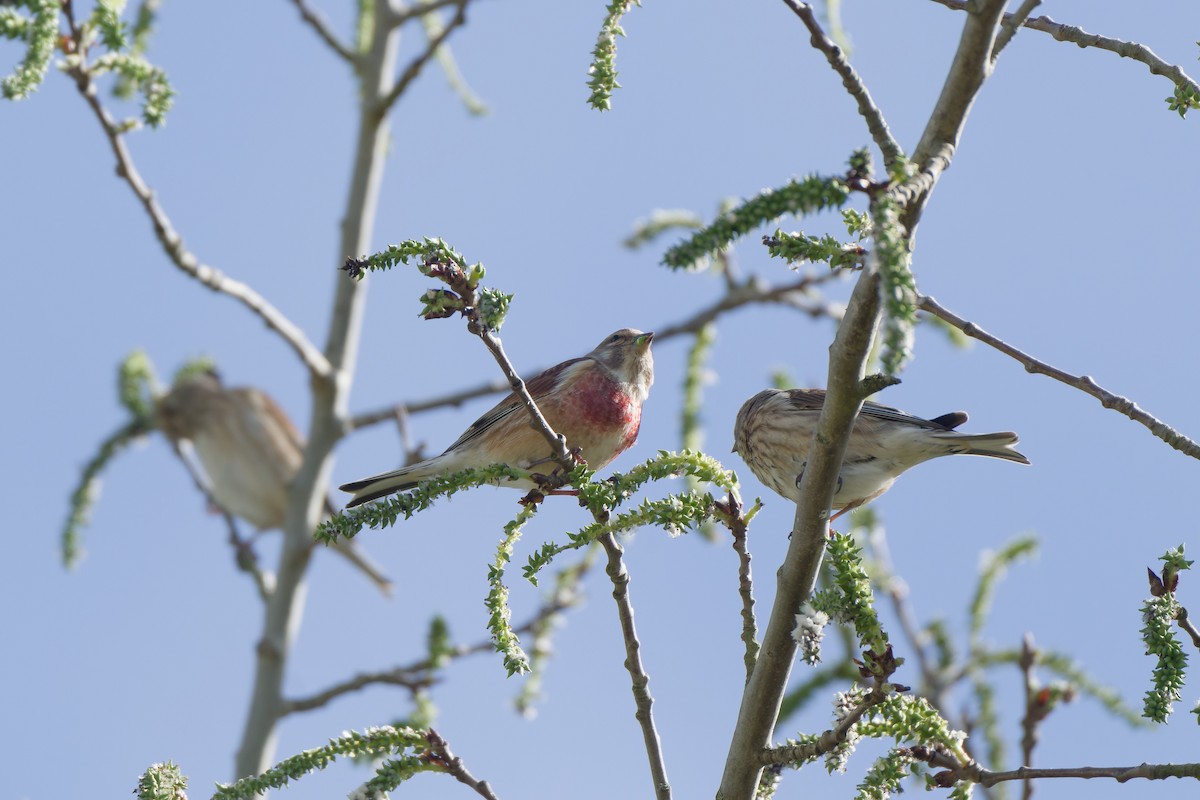 Eurasian Linnet - ML620778783