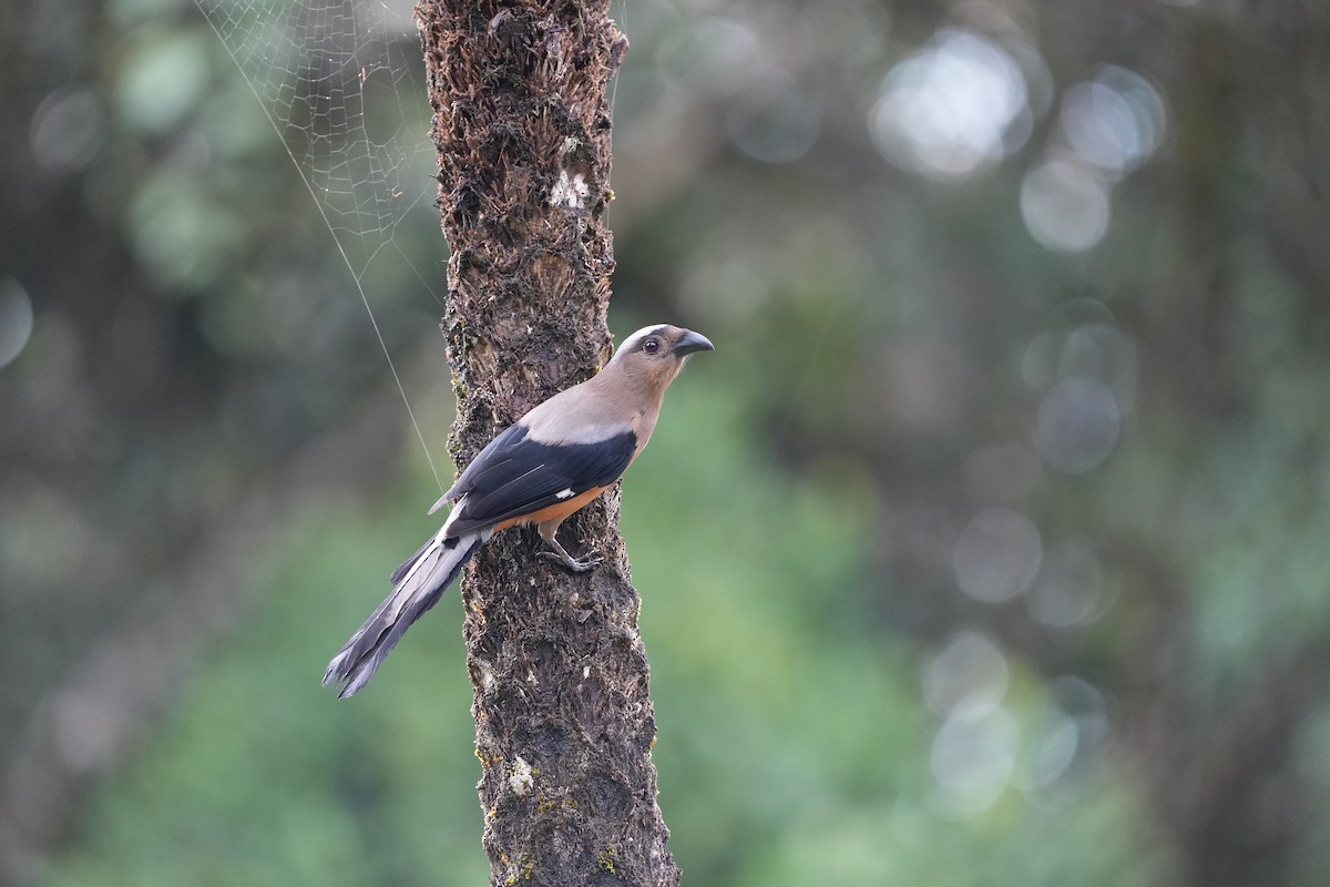 Bornean Treepie - ML620778784