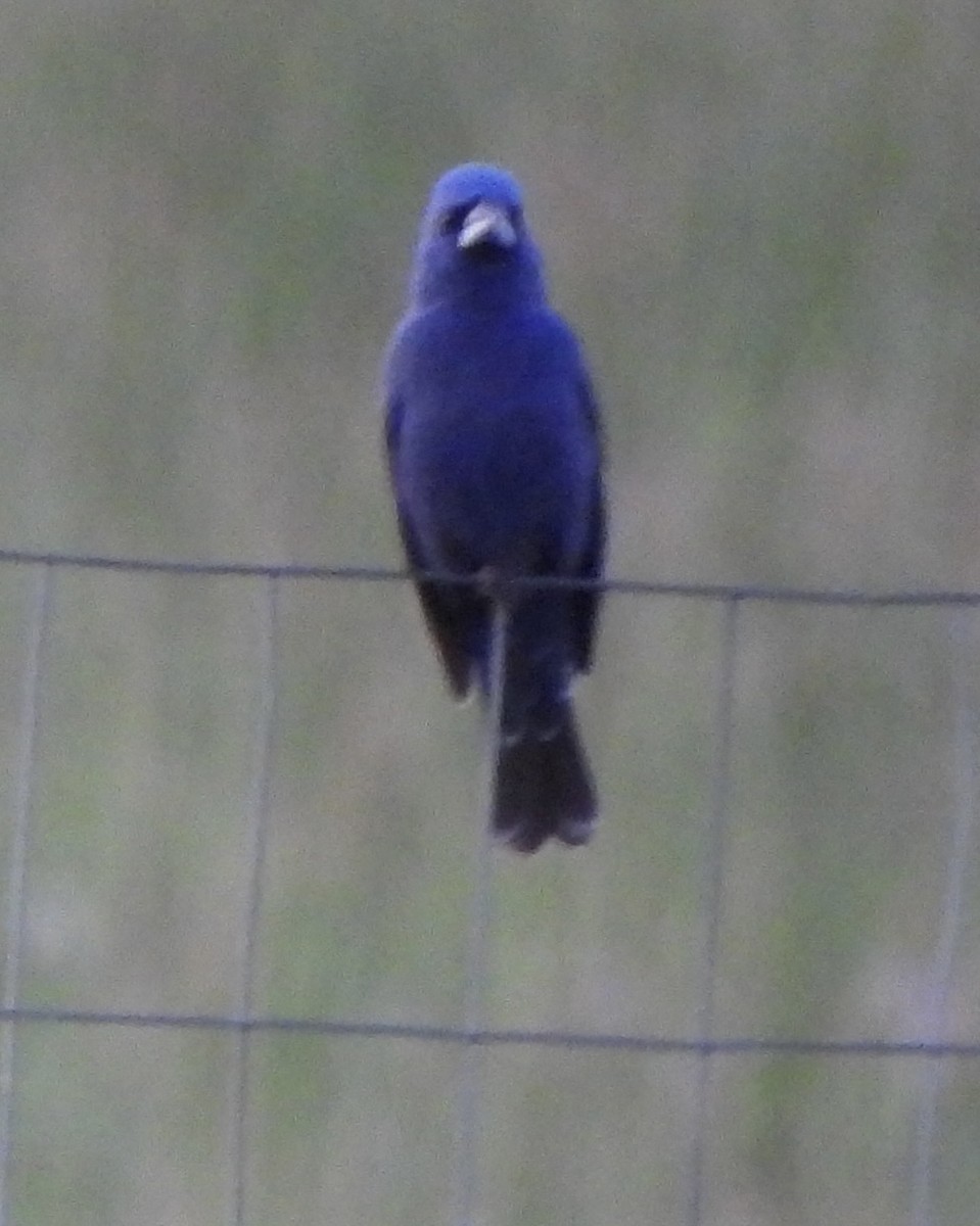 Blue Grosbeak - ML620778785