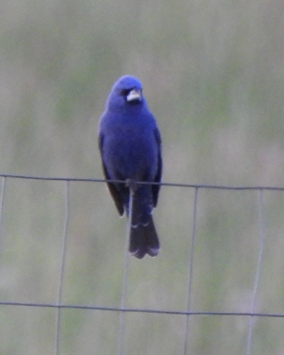 Guiraca bleu - ML620778786