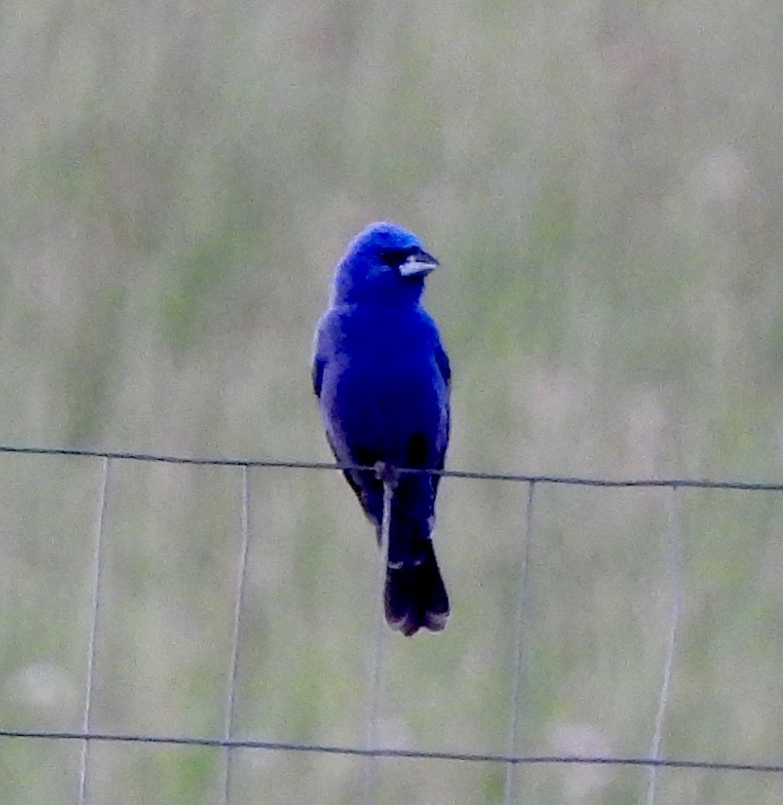 Blue Grosbeak - ML620778788