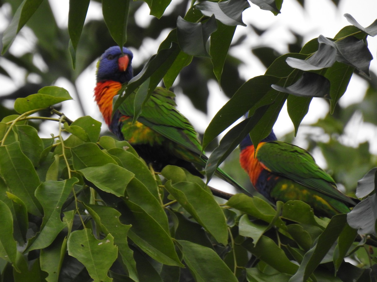 Rainbow Lorikeet - ML620778790