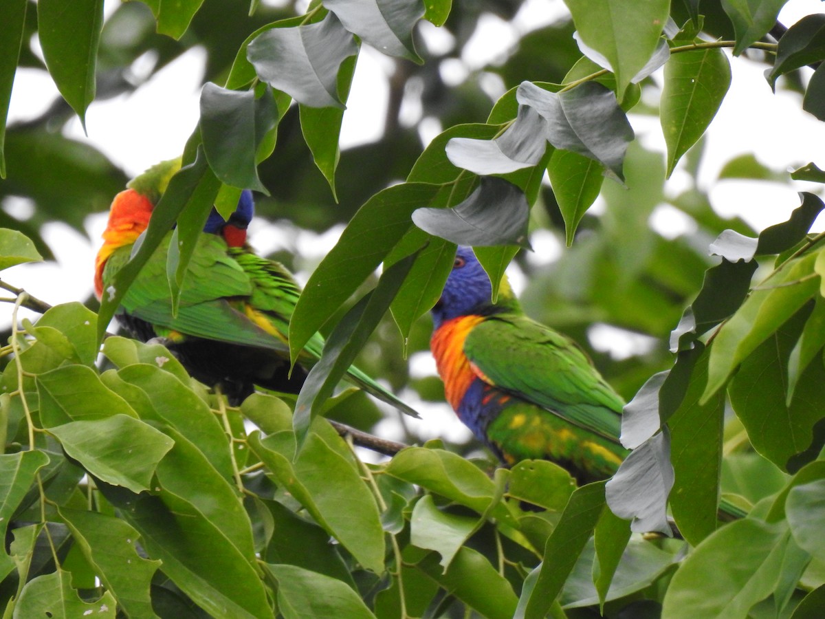 Rainbow Lorikeet - ML620778791