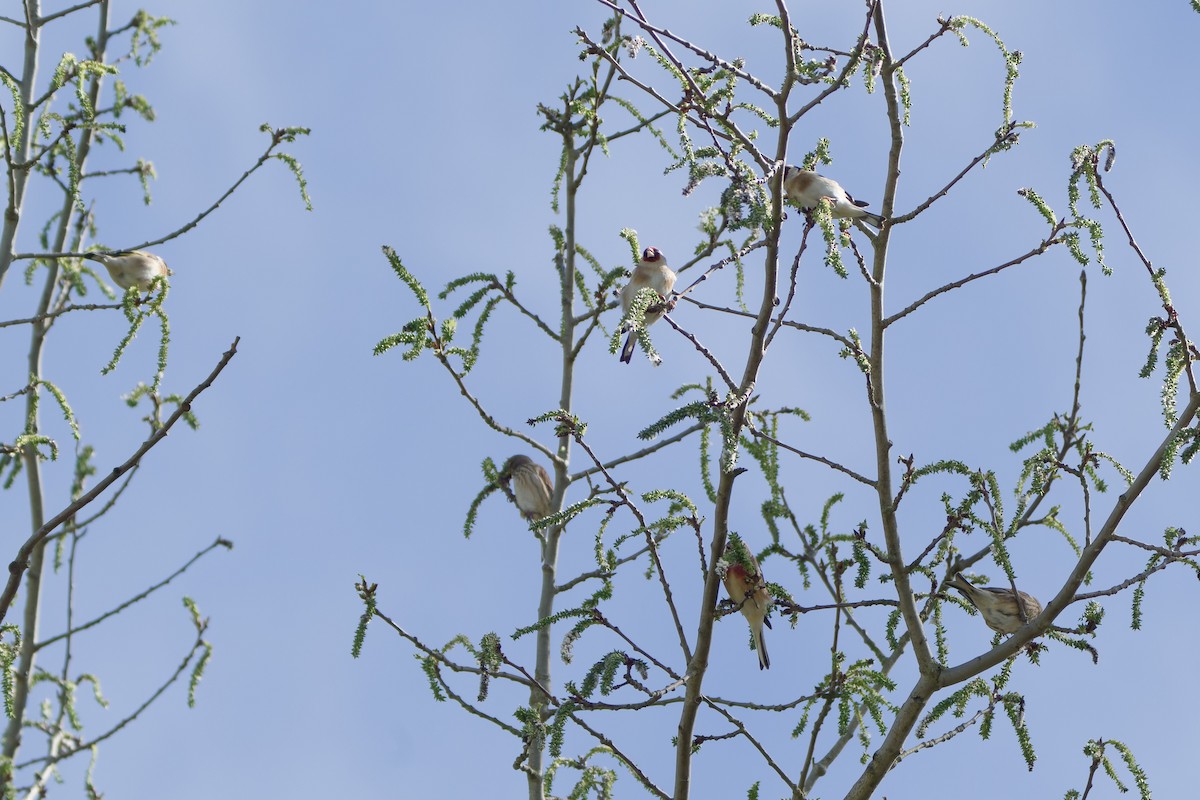 European Goldfinch - ML620778792