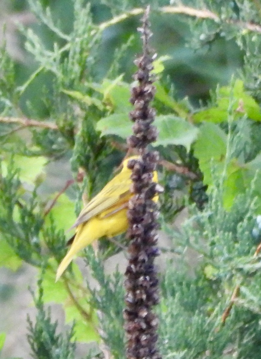 Yellow Warbler - ML620778795