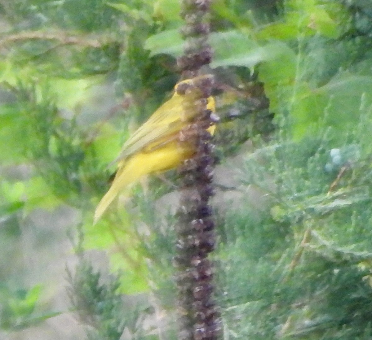 Yellow Warbler - ML620778796