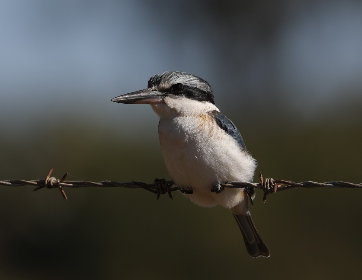 Red-backed Kingfisher - ML620778797