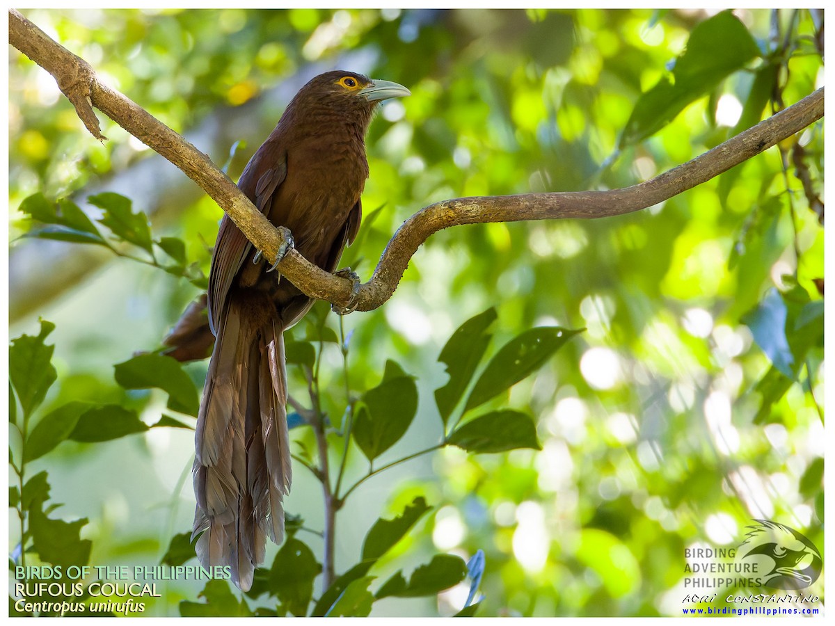 Rufous Coucal - ML620778799