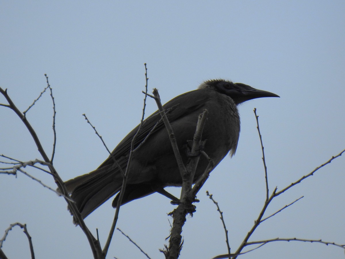 Helmeted Friarbird - ML620778800