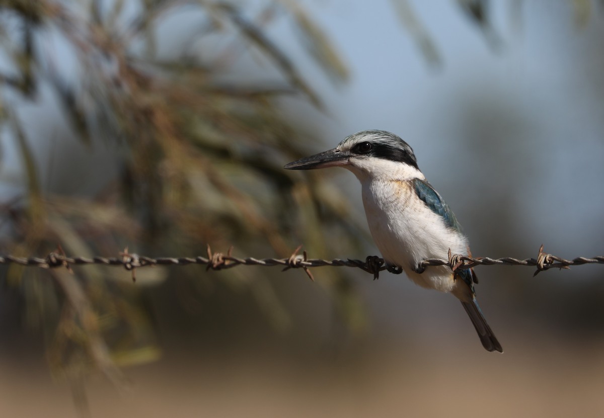 Red-backed Kingfisher - ML620778801